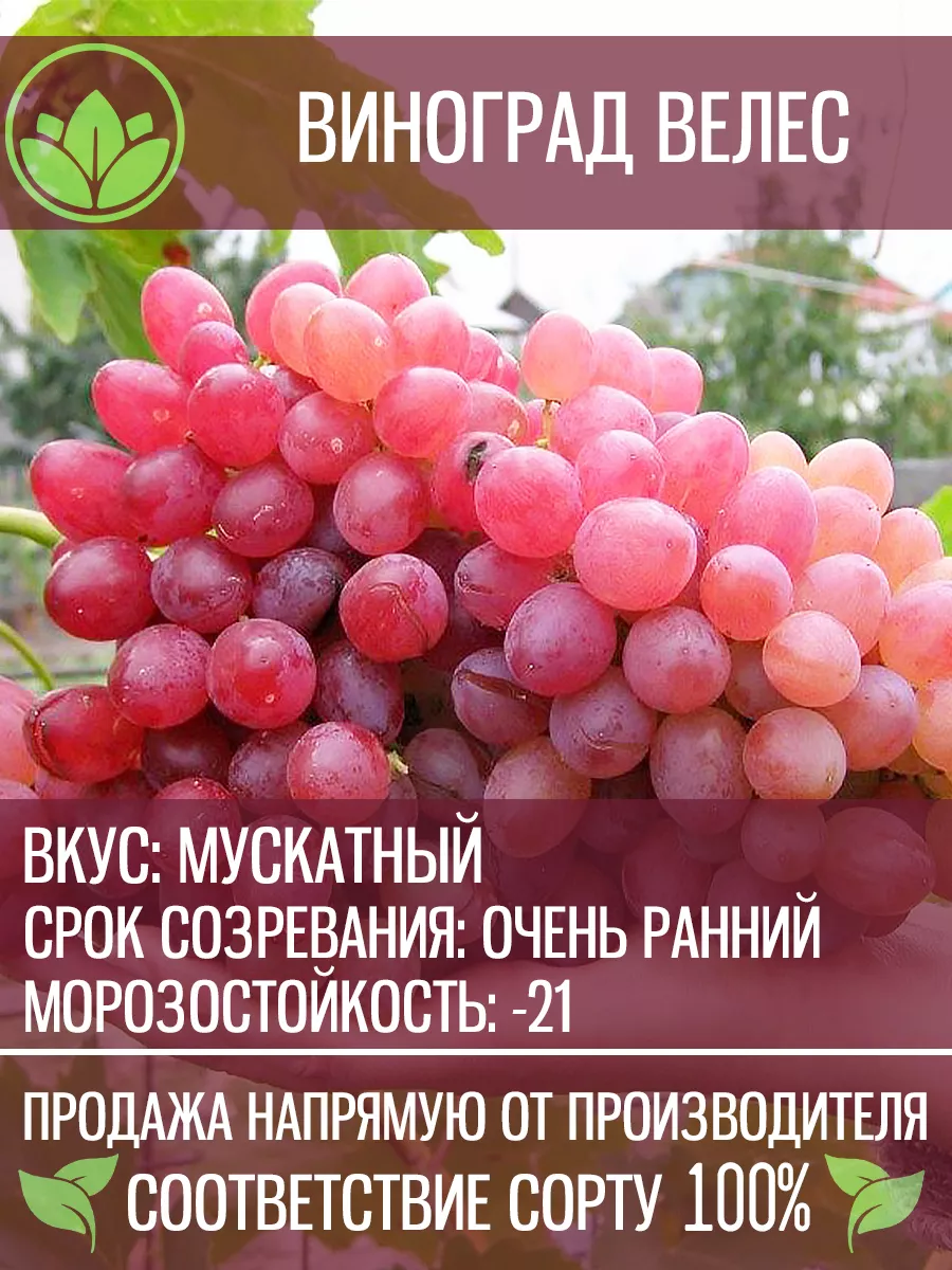 Саженцы Винограда Кишмиш...