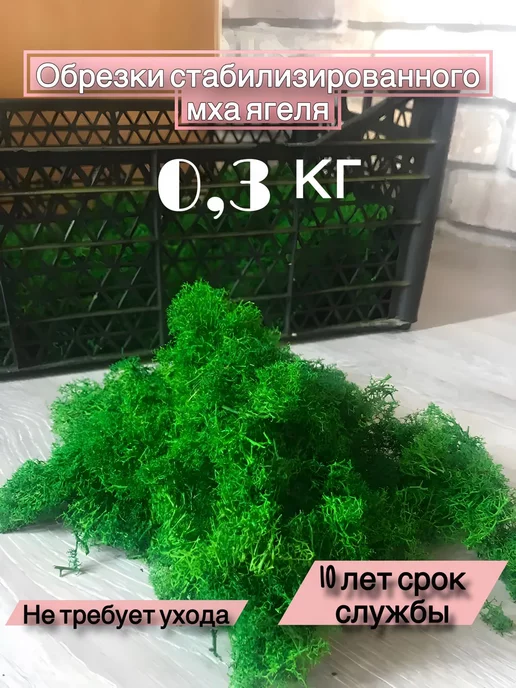 Spirit & Nature Мох ягель стабилизированный для творчества 0,3кг, 300 г