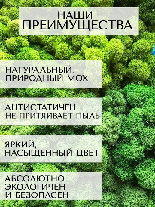 Spirit & Nature Мох ягель стабилизированный для творчества 0,3кг, 300 г, фото 5
