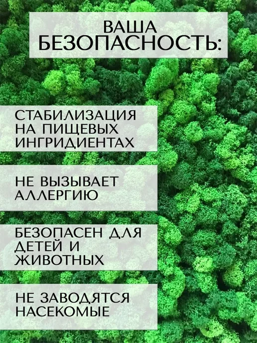 Spirit & Nature Мох ягель стабилизированный для творчества 0,3кг, 300 г, фото 6