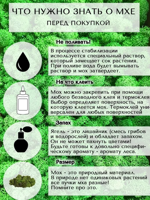 Spirit & Nature Мох ягель стабилизированный для творчества 0,3кг, 300 г, фото 8