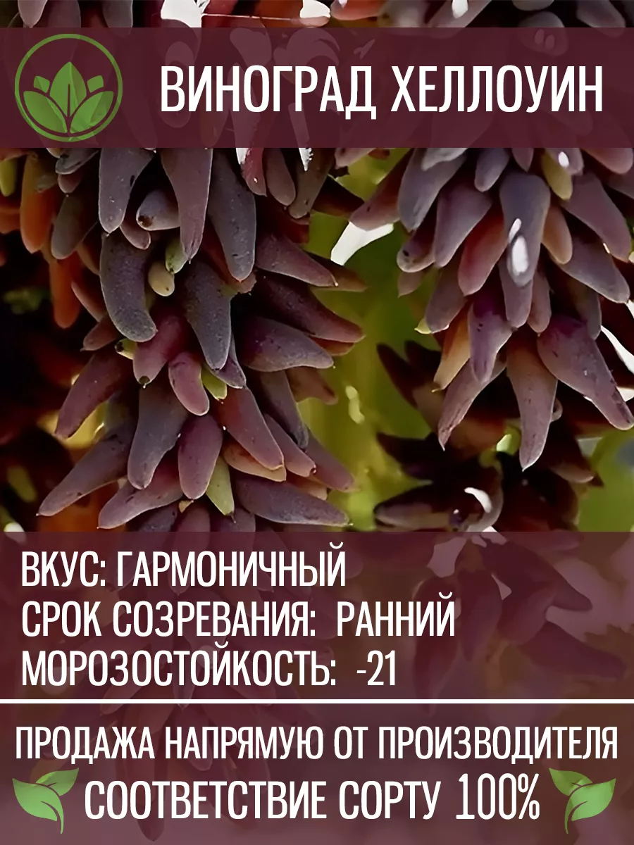 Саженцы Винограда Кишмиш...