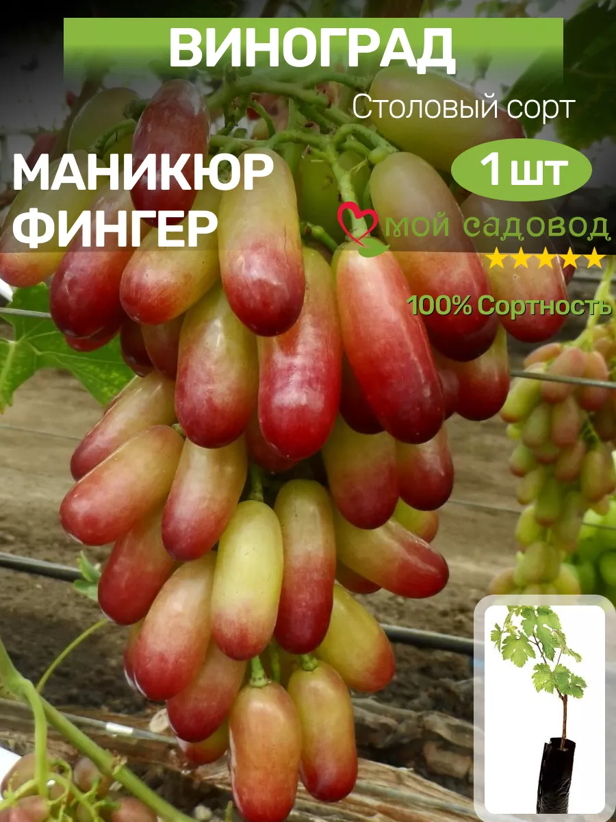 Виноград саженцы для...