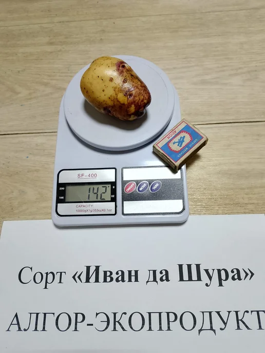 АЛГОР-ЭКОПРОДУКТ Картофель Иван да Шура - 10 шт, 10 шт, фото 2