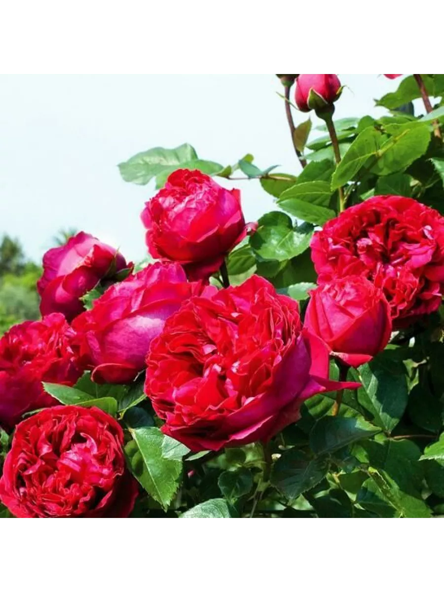 Роза Eric Tabarly, Red Eden Rose Аня+ 202577645 купить в интернет