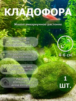 Кладофора шаровидная (Aegagropila linnaei) 3-6 см.- 1 шт. Акватика 202797229 купить за 374 ₽ в интернет-магазине Wildberries