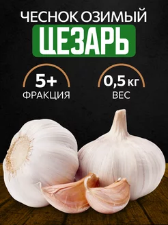 Чеснок на посадку озимый Цезарь 0.5 кг чесночок 202934510 купить за 387 ₽ в интернет-магазине Wildberries