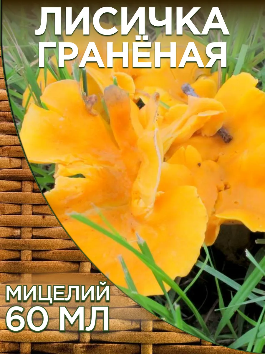 Грибы Лисичка гранёная для выращивания