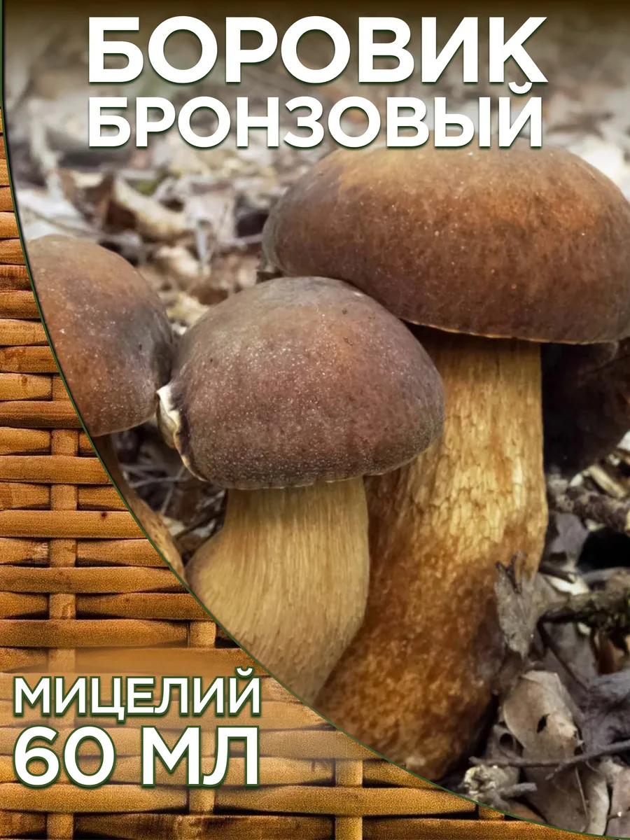 Грибы Боровик бронзовый для выращивания