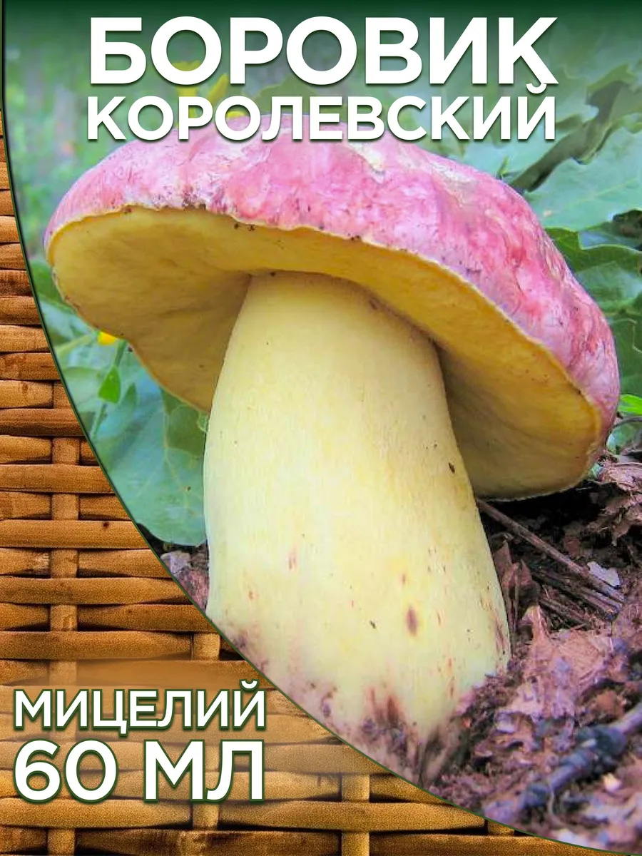 Грибы Боровик королевский для выращивания