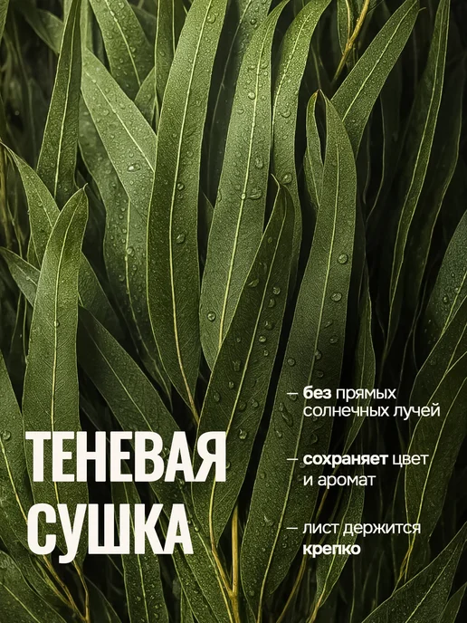 100GREEN Набор эвкалиптовых веников для бани и сауны из 2 штук, зеленый, фото 4