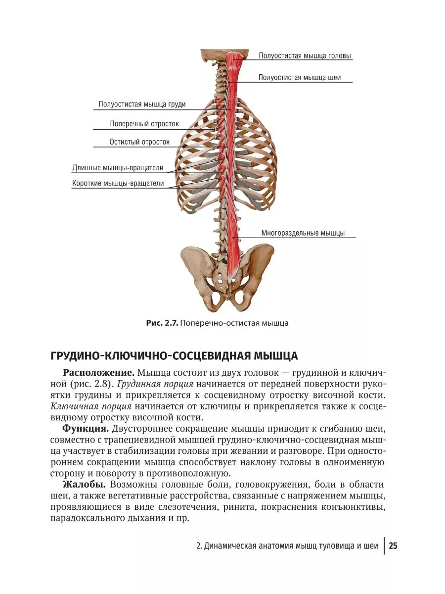 Массаж в детском возрасте. Руководство для врачей ГЭОТАР-Медиа 203386572  купить за 2 290 ₽ в интернет-магазине Wildberries