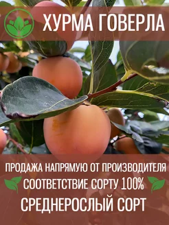 Саженцы Хурмы Говерла Крымский Питомник Растений 203452652 купить за 537 ₽ в интернет-магазине Wildberries