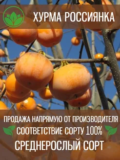 Саженцы Хурмы Россиянка Крымский Питомник Растений 203452654 купить за 537 ₽ в интернет-магазине Wildberries
