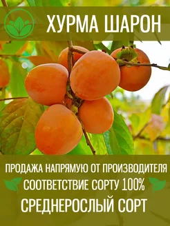 Саженцы Хурмы Шарон Крымский Питомник Растений 203452656 купить за 567 ₽ в интернет-магазине Wildberries