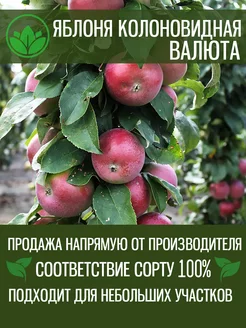 Саженцы колоновидной Яблони Валюта Крымский Питомник Растений 203484065 купить за 344 ₽ в интернет-магазине Wildberries