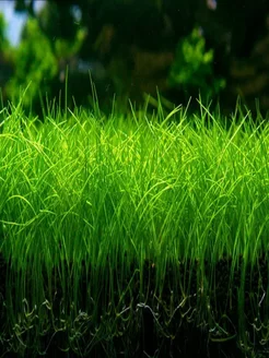 Элеохарис парвулус (ситняг).Живое аквариумное растение Aqua_Plants 203528713 купить за 355 ₽ в интернет-магазине Wildberries