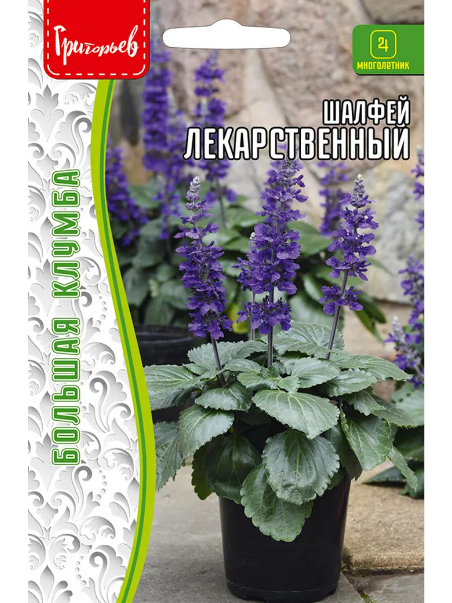 Шалфей Семенами Цена