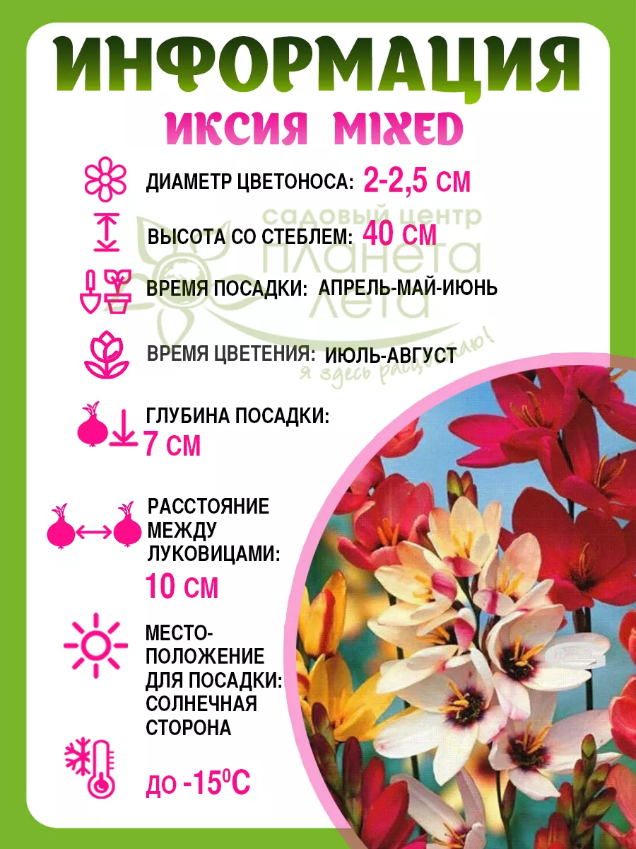 Луковичные многолетние цветы Иксия Mixed 10 шт МП Планета Лета 203620309  купить в интернет-магазине Wildberries