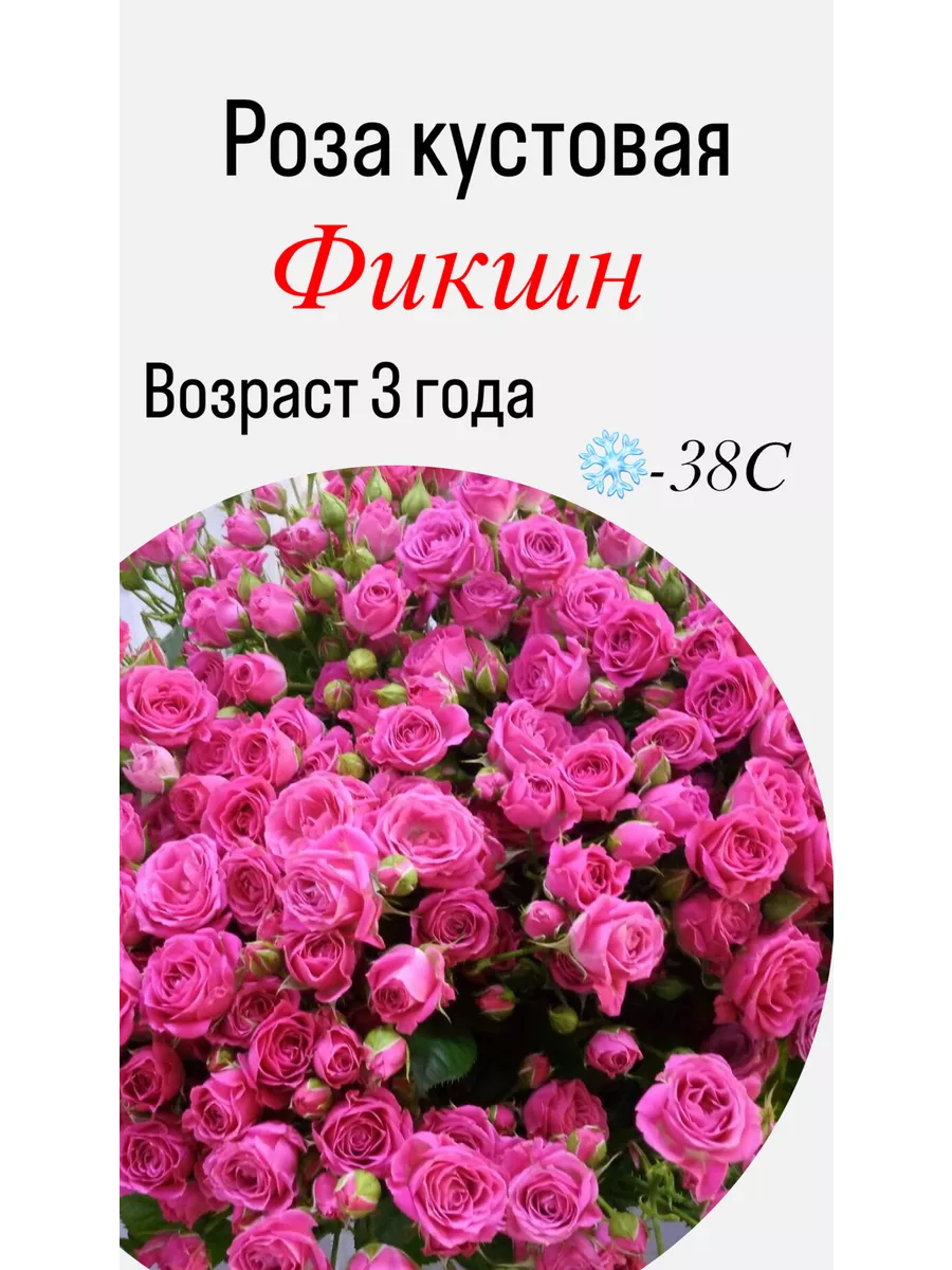 Роза кустовая фикшн саженец Отличный 203668256 купить за 719 ₽ в  интернет-магазине Wildberries