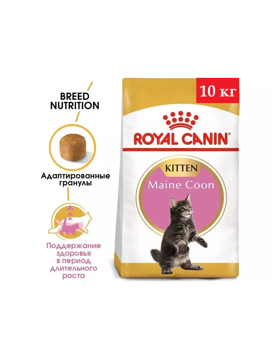 Maine coon best sale royal canin