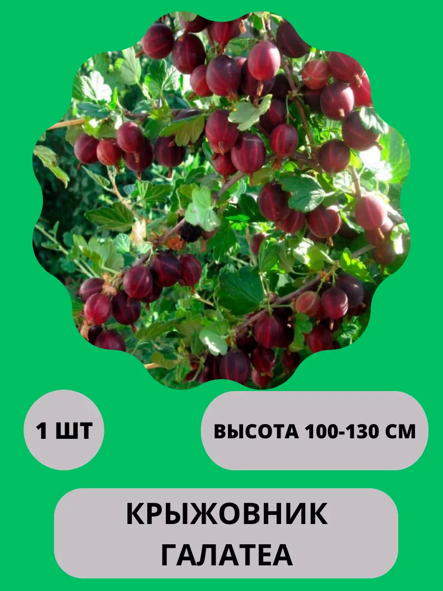 Крыжовник саженец/Ягоды крыжовника Harvest Garden 203921906 купить в  интернет-магазине Wildberries