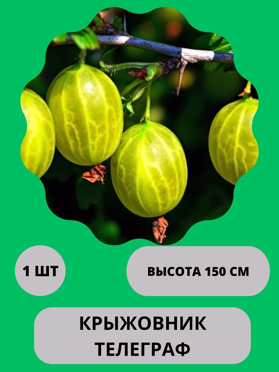 Крыжовник саженец/Ягоды крыжовника Harvest Garden 203921944 купить в  интернет-магазине Wildberries