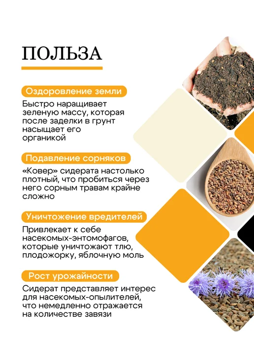 Природа Мёда Семена фацелии пижмолистной 1 кг, урожай 2026 года, 3 кг, фото 2
