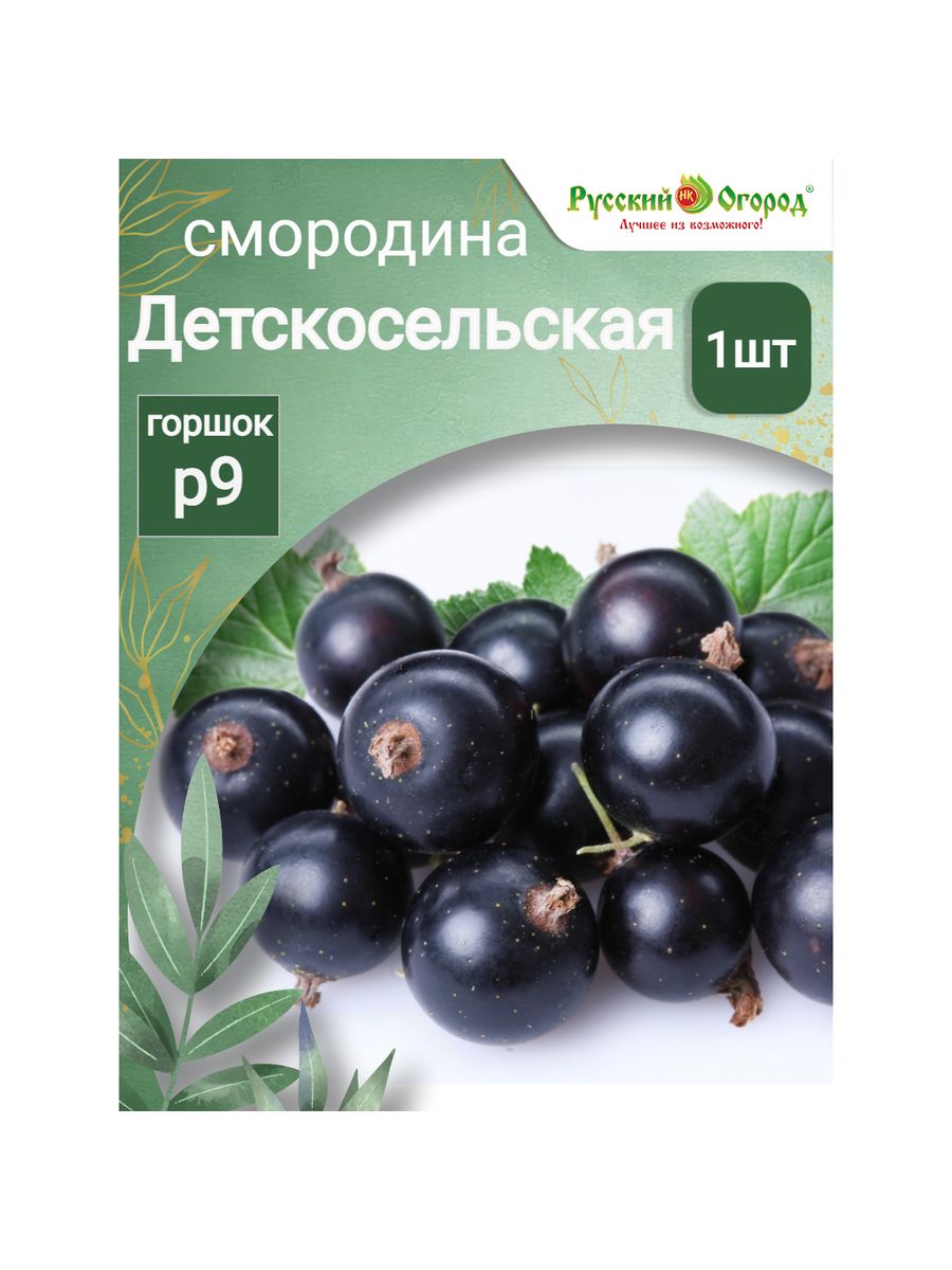 Смородина черная Детскосельская Русский Огород 204143924 купить за 385 ₽ в  интернет-магазине Wildberries