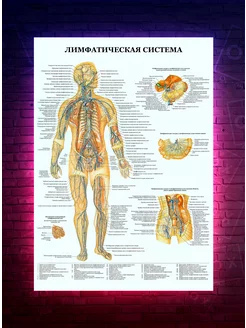 Постер анатомия "Лимфатическая система" О-Хочу! 204180992 купить за 188 ₽ в интернет-магазине Wildberries