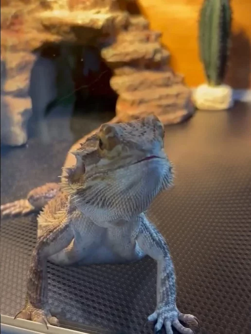 MrPets Коврик для террариума и рептилий, черный, фото 2
