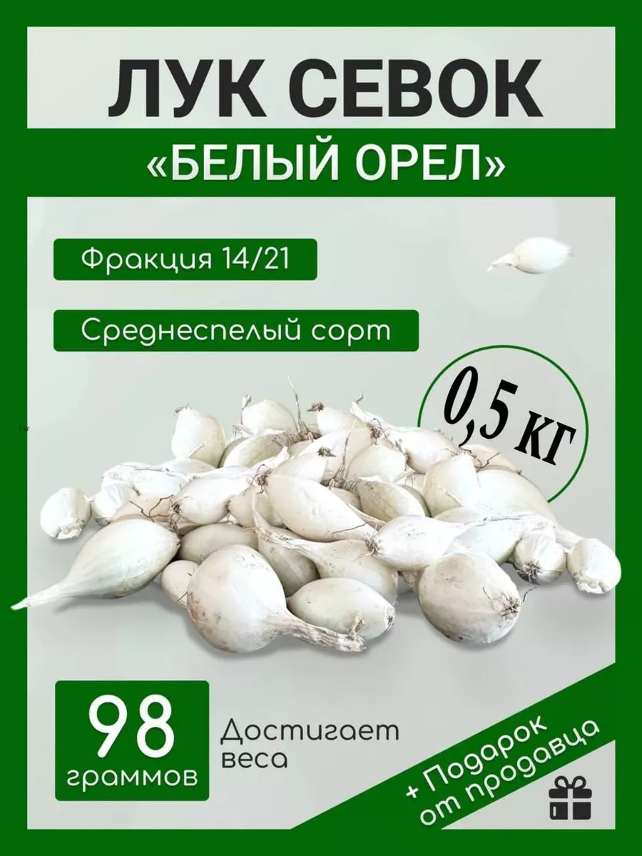 Лук севок на посадку...