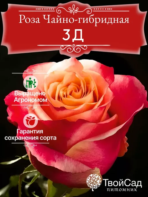 Роза эквадор сорта фото названия