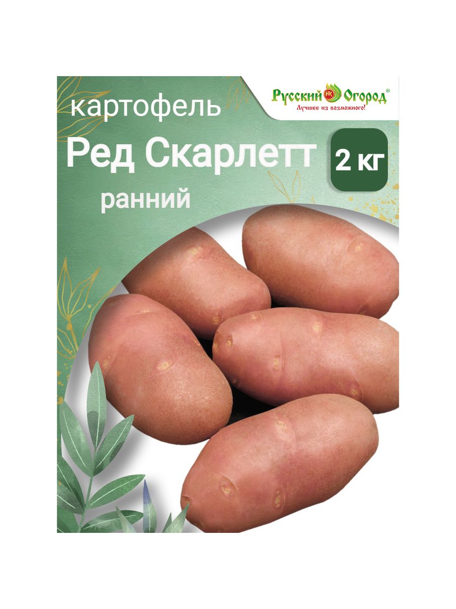 Описание картофеля скарлет