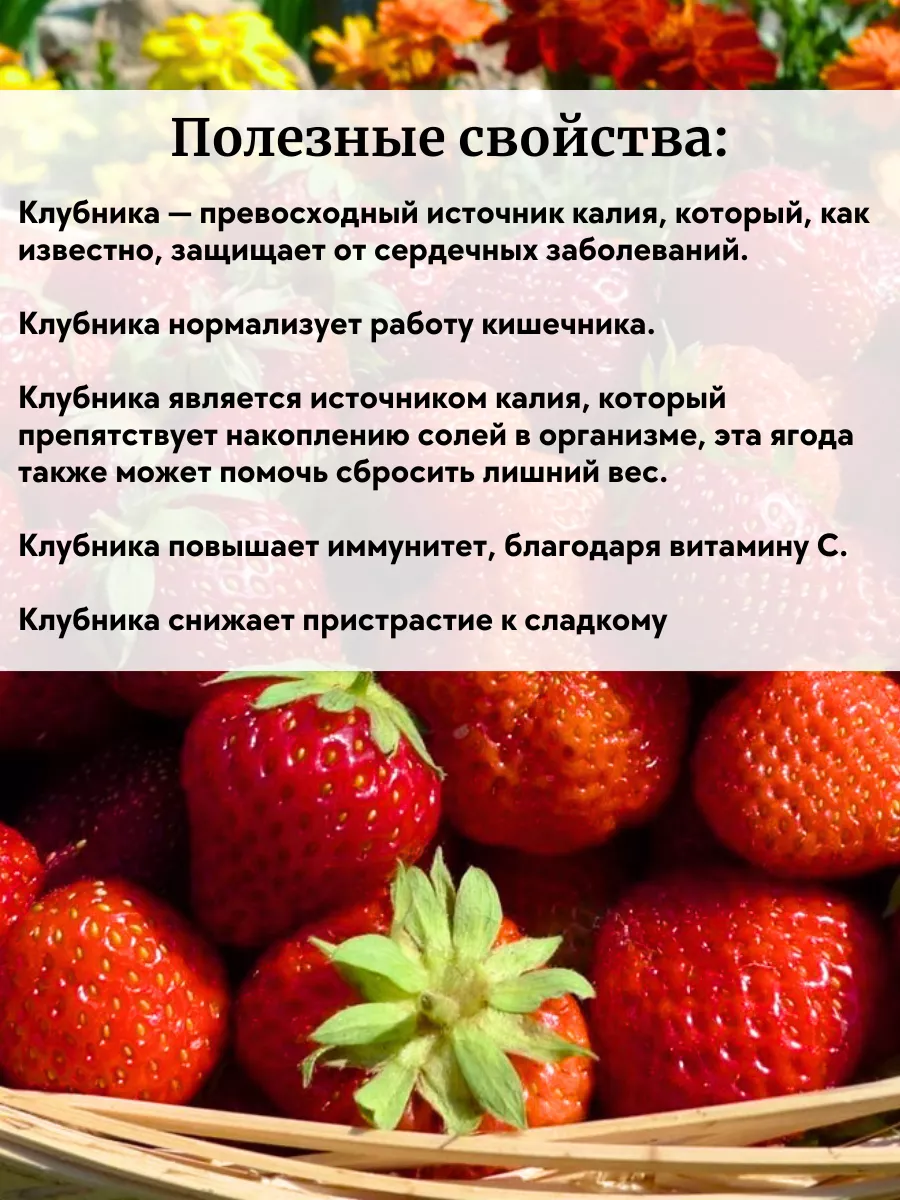 Рассада клубники саженцы 5 штук ОНЛАЙН САД 204548591 купить за 409 ₽ в  интернет-магазине Wildberries