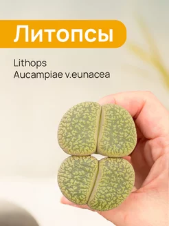 Семена Литопсов Lithops aucampiae v.eunacea 12 шт Экватория 204582976 купить за 271 ₽ в интернет-магазине Wildberries