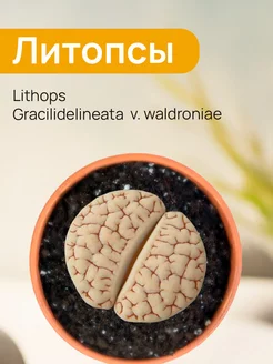 Семена Литопсов Lithops gracilidelinea 12 шт Экватория 204583815 купить за 261 ₽ в интернет-магазине Wildberries