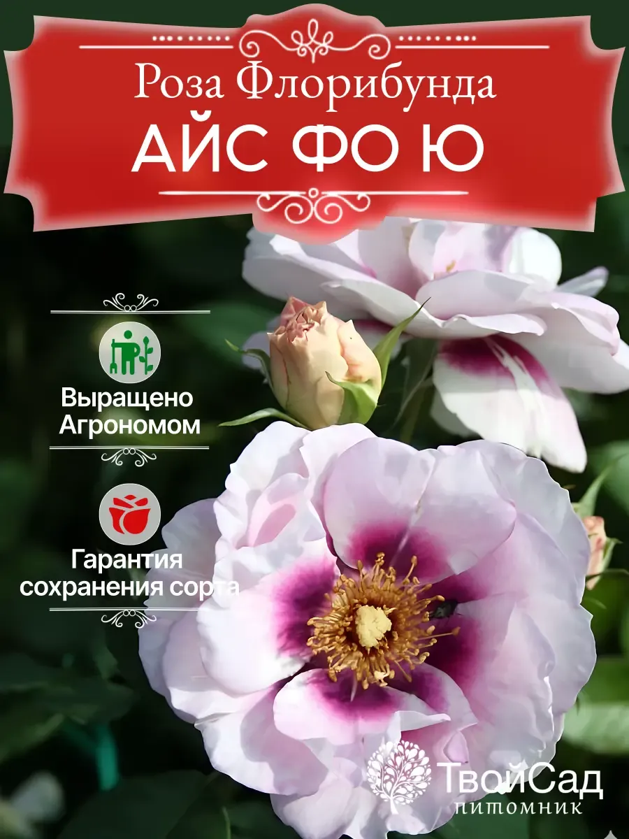 Ай ми фо ю. Ай ми фо ю