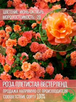 Саженцы Роза Плетистая Вестерленд Крымский Питомник Растений 204594696 купить за 357 ₽ в интернет-магазине Wildberries