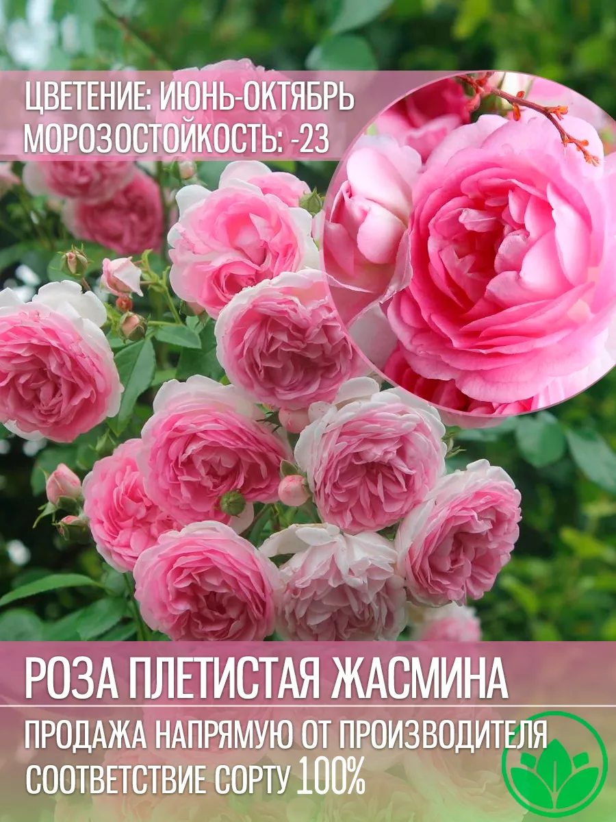 Саженцы Роза Плетистая...